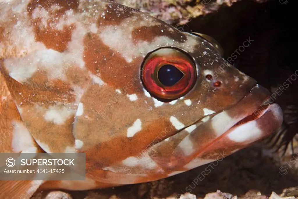 blacktip grouper epinephelus fasciatus red sea: israel: gulf of aqaba, eilat