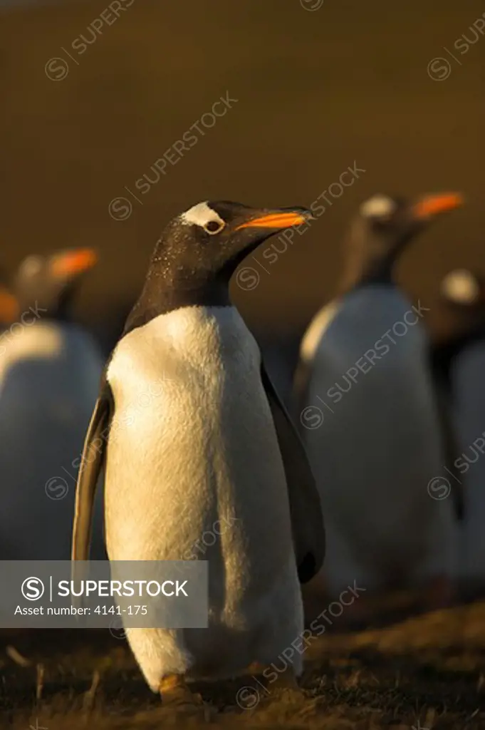 gentoo penguin pygoscelis papua papua falkland islands