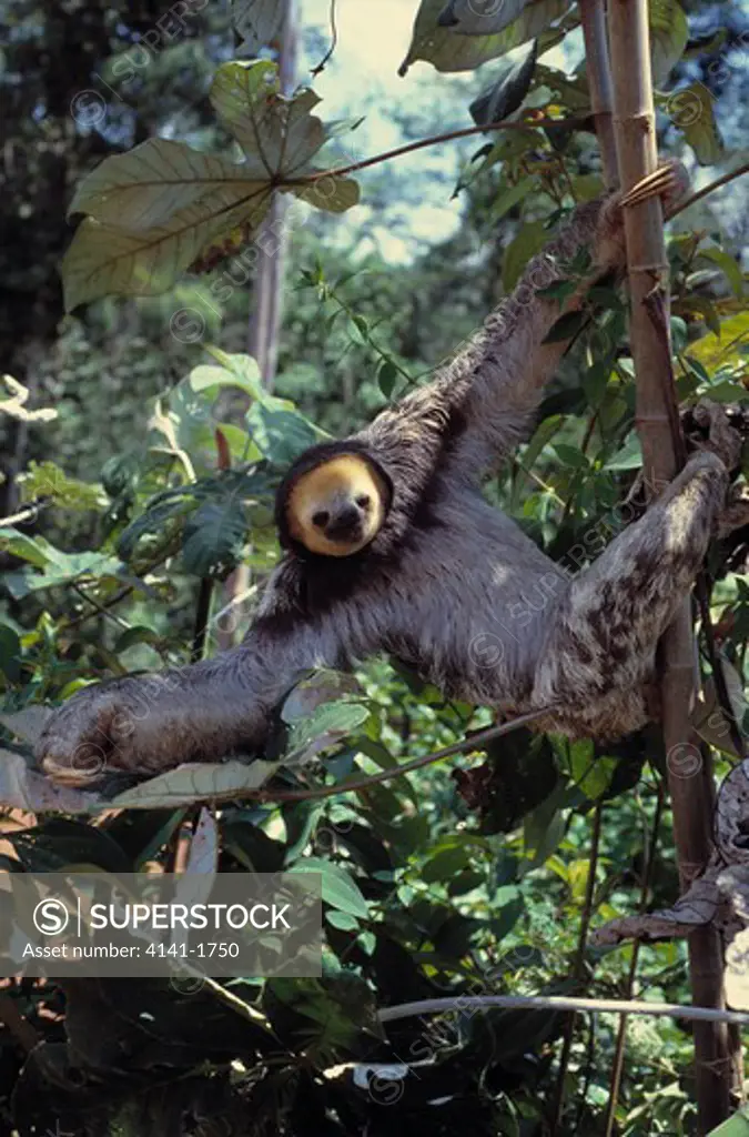 three-toed sloth bradypus tridactylus in rainforest habitat french guiana 