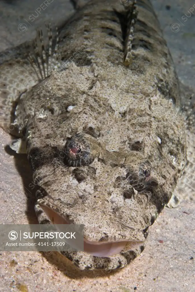 crocodilefish papilloculiceps longiceps red sea: egypt: hurghada, gouta abu ramada