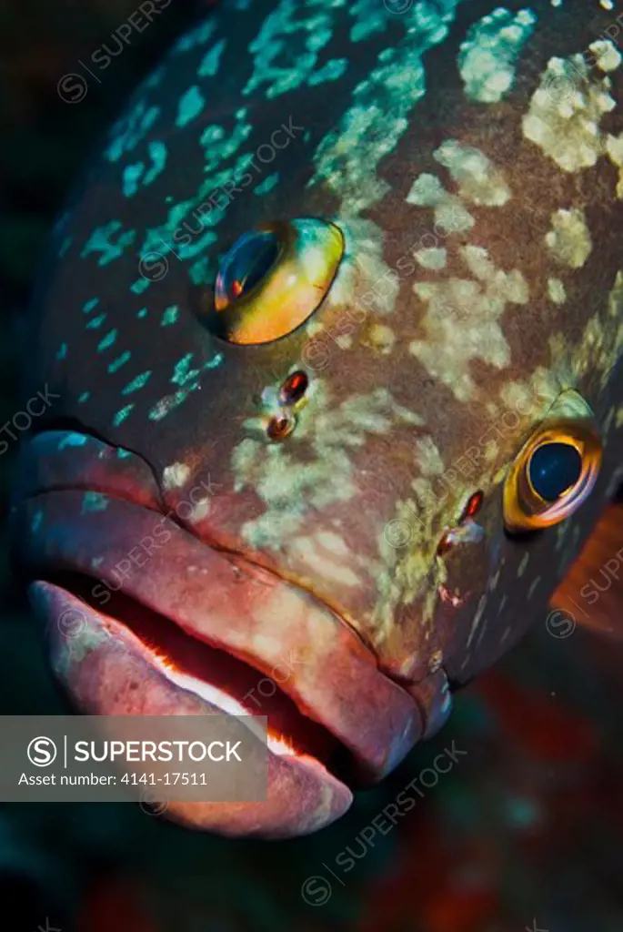 dusky grouper epinephelus marginatus canary islands: el hierro, punta de la restinga marine reserve