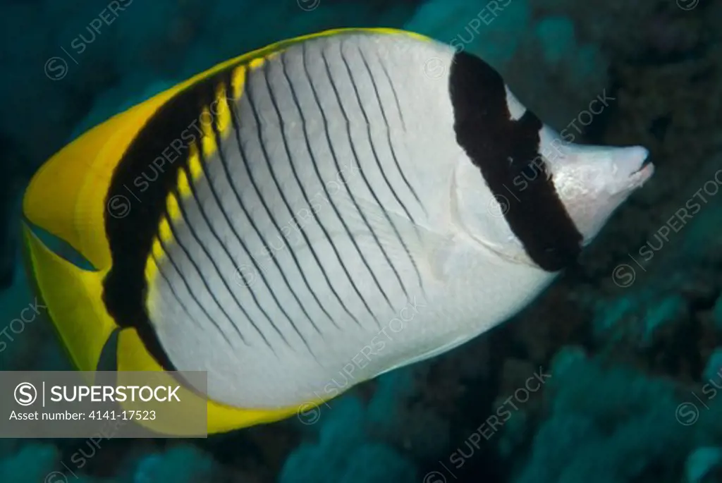 lined butterflyfish chaetodon lineolatus red sea: egypt: s. of hurghada, abu hashish 