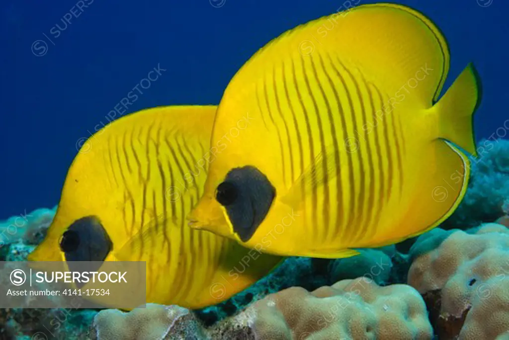 masked butterflyfish chaetodon semilarvatus red sea: egypt: hurghada, gouta abu ramada