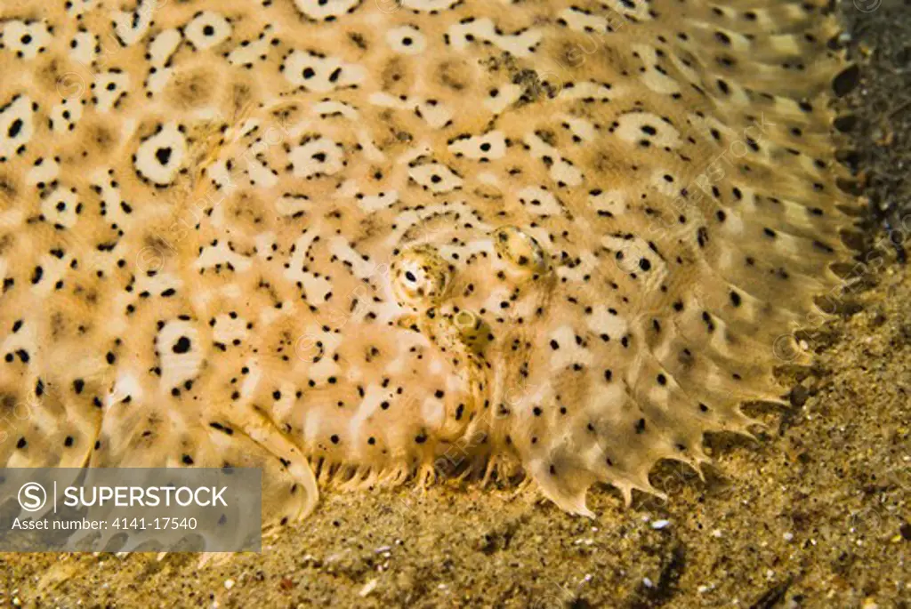 moses sole pardachirus marmoratus red sea: egypt: gulf of aqaba, nuweiba