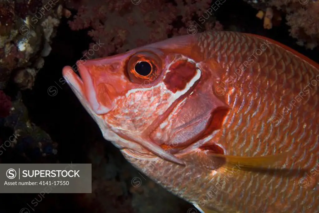sabre squirrelfish sargocentron spiniferum the brothers, little brother, egypt, red sea