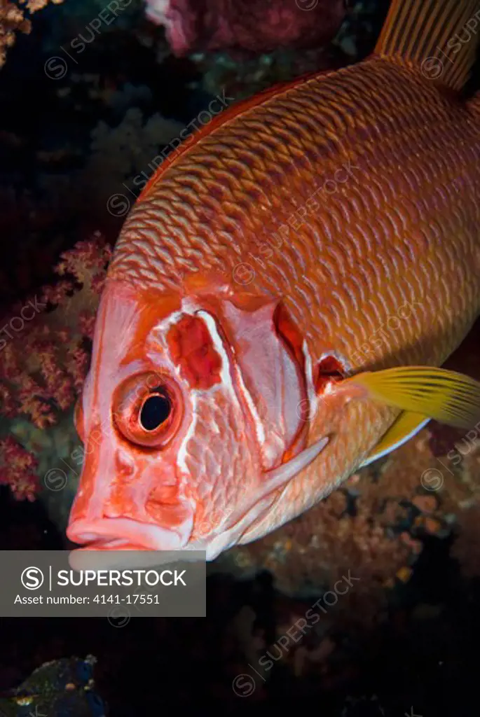 sabre squirrelfish sargocentron spiniferum the brothers, little brother, egypt, red sea
