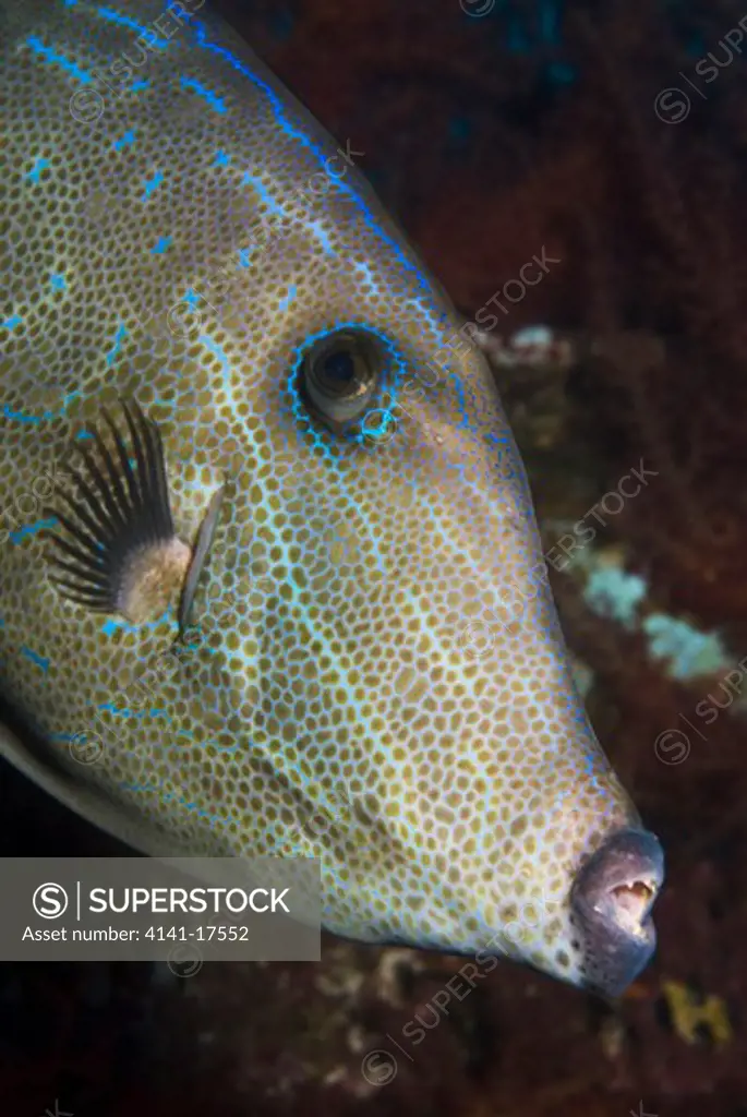 scrawled filefish aluterus scriptus gulf of aqaba, eilat, israel, red sea
