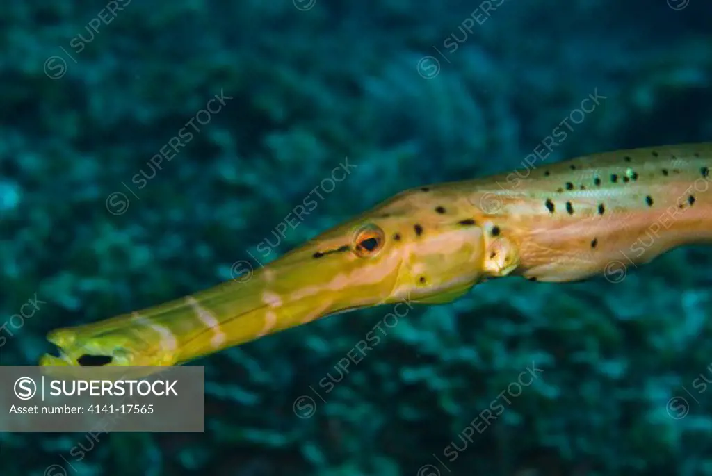 trumpetfish aulostomus strigosus canary islands: el hierro, punta de la restinga marine reserve
