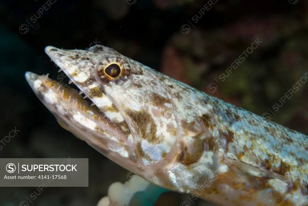 variegated or reef lizardfish synodus variegatus red sea: israel: gulf of aqaba, eilat