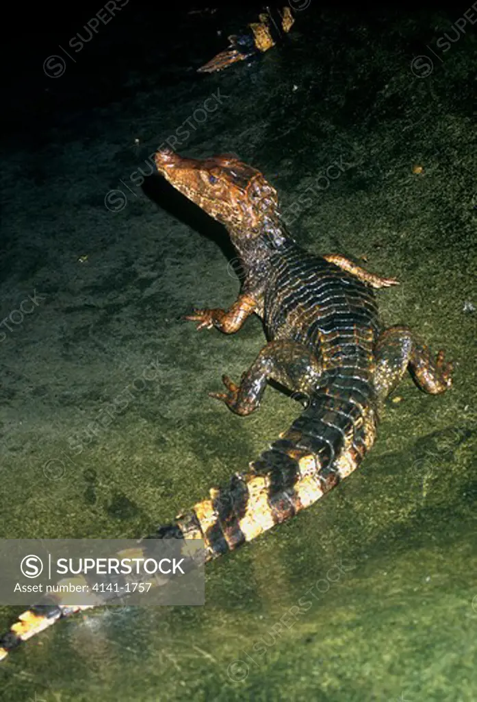 dwarf caiman paleosuchus palpebrosus french guiana 