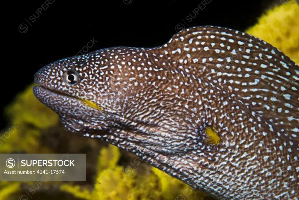 yellowmouth moray gymnothorax nudivomer by stony coral (turbinaria sp.) red sea: israel: gulf of aqaba, eilat