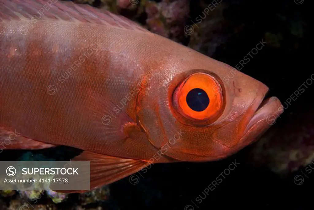bigeye or google-eye priacanthus hamrur red sea: egypt: gulf of suez, small crack (small passage)