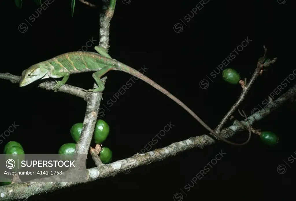 many-coloured anole on branch polychrus marmoratus 