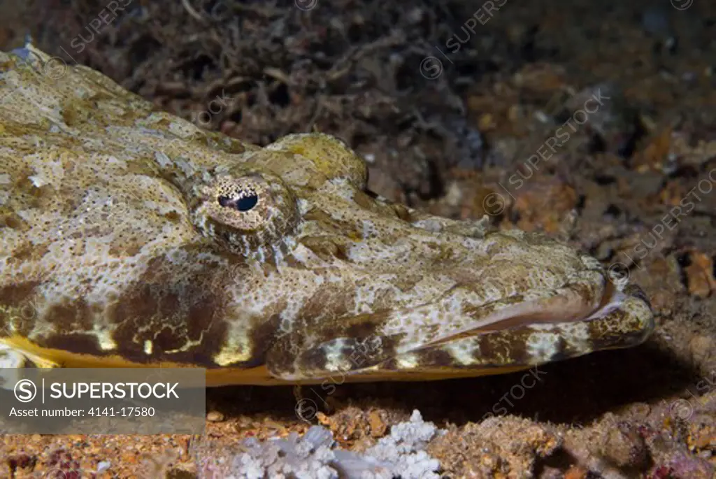 crocodilefish papilloculiceps longiceps red sea: egypt: ras mohammed