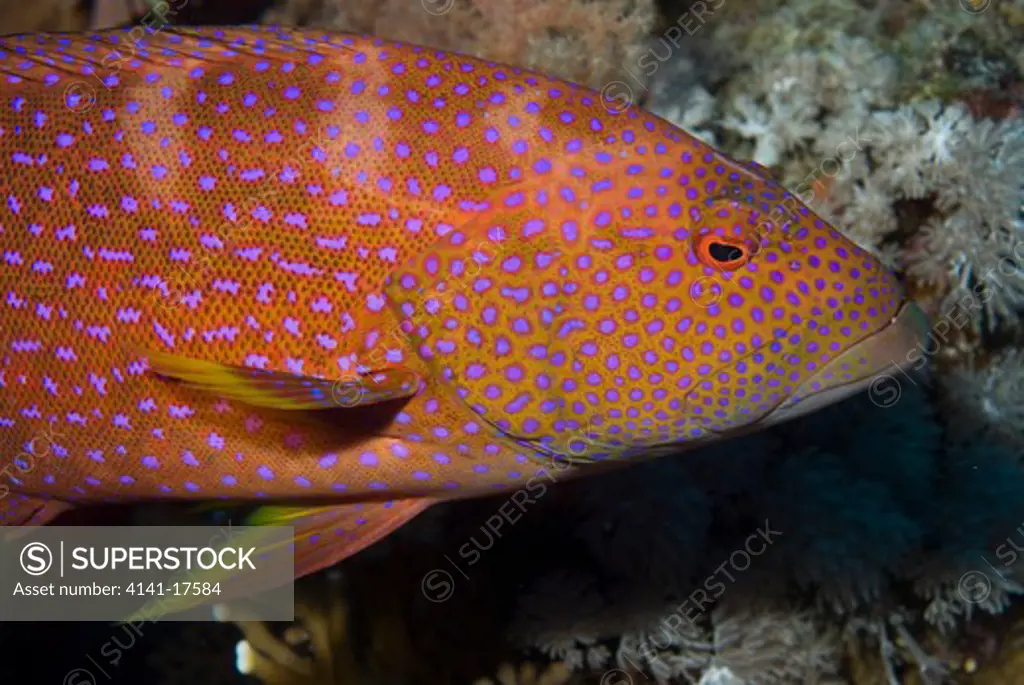lyretail grouper variola louti red sea: egypt: straits of tiran, jackson reef
