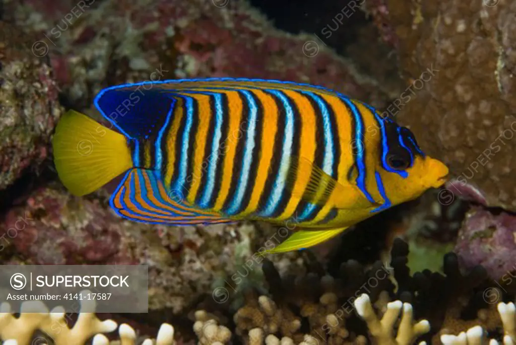 regal angelfish pygoplites diacanthus red sea: egypt: straits of tiran, jackson reef