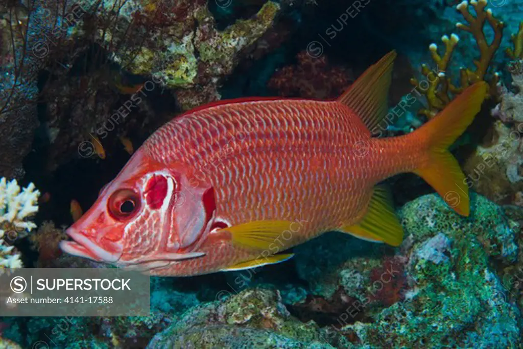sabre squirrelfish sargocentron spiniferum red sea: egypt: gulf of suez, small crack (small passage)