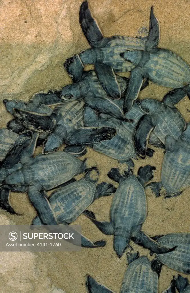 leatherback turtles dermochelys coriacea newly emerged from eggs french guiana, south america 