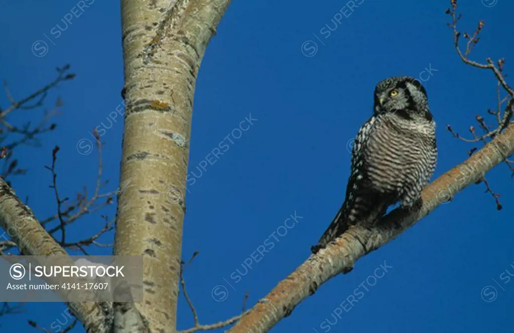 hawk owl on branch surnia ulula michigan, usa 