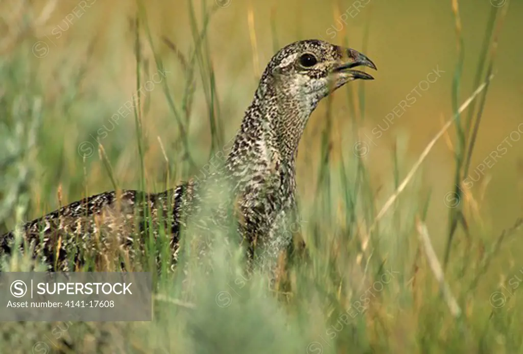 sage grouse in long grass centrocercus urophasianus california, usa 