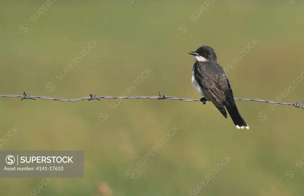eastern kingbird summer tyrannus tyrannus on barbed wire fence michigan, usa 