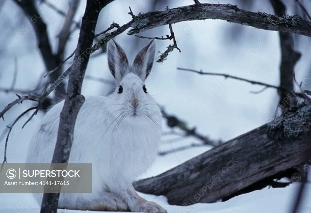 snowshoe hare in winter cover lepus americanus northern michigan, usa 