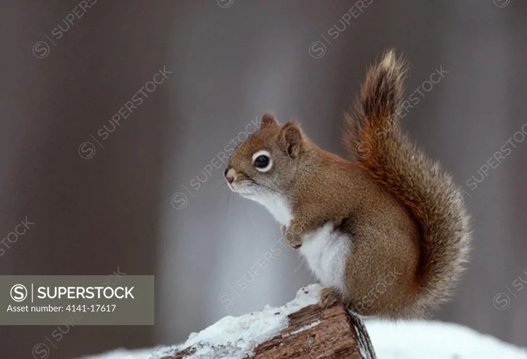 american red squirrel winter tamiasciurus hudsonicus northern michigan, usa 