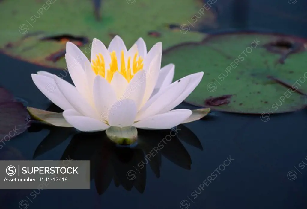 fragrant white water-lily nymphaea odorata in flower michigan, usa 