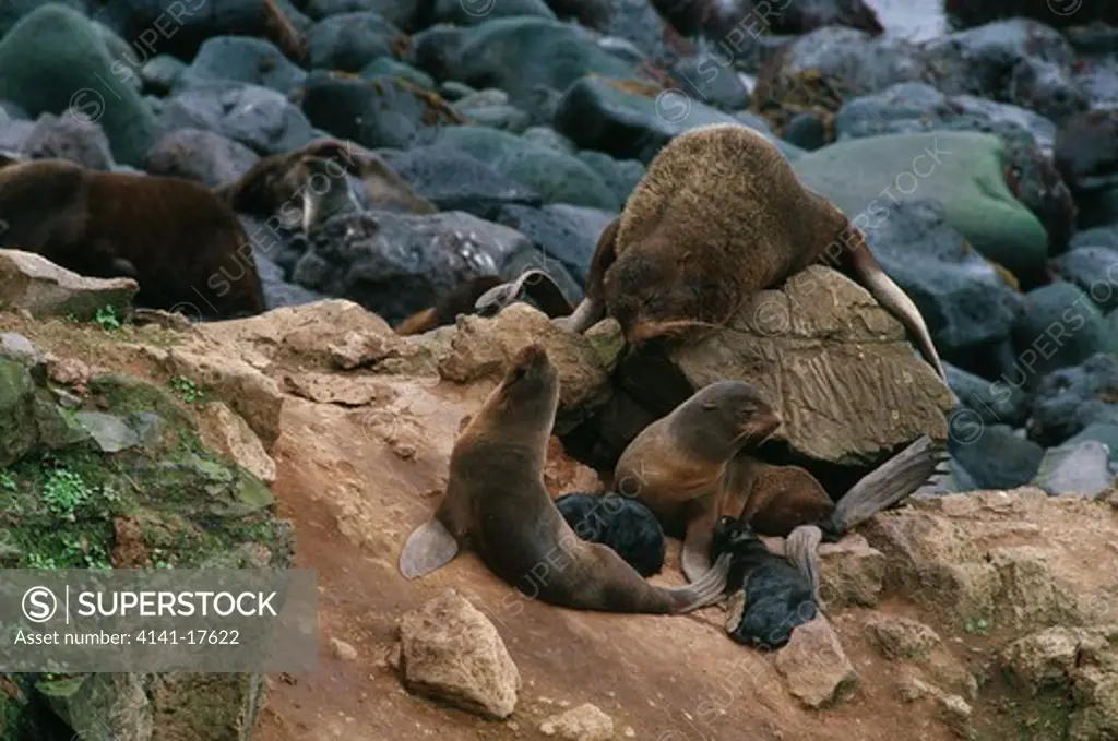 northern or alaskan fur seal callorhinus ursinus group on breeding grounds saint george island, priblof islands, alaska, usa 