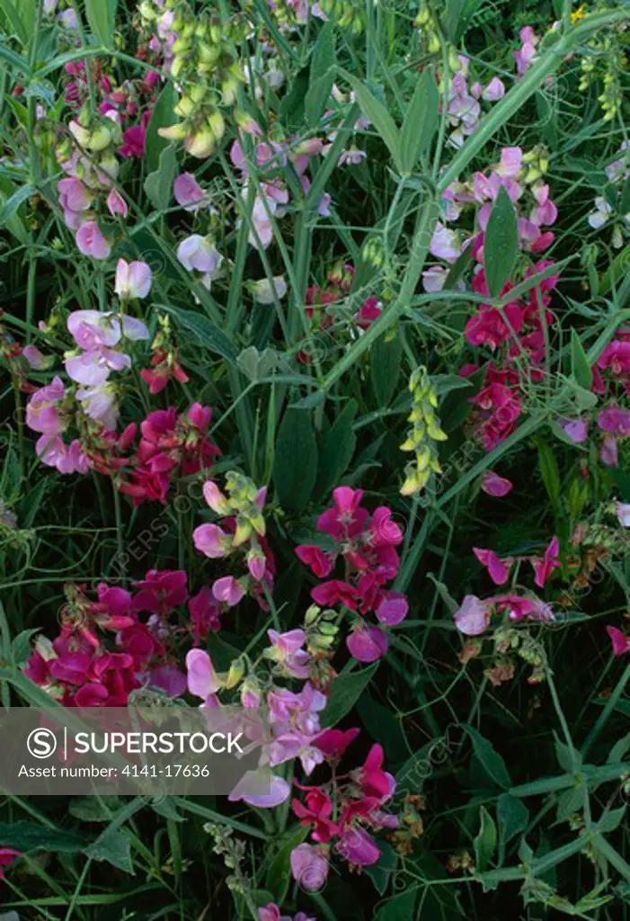 sweet peas in flower lathyrus sp. growing wild, garden escape, michigan, north eastern usa 