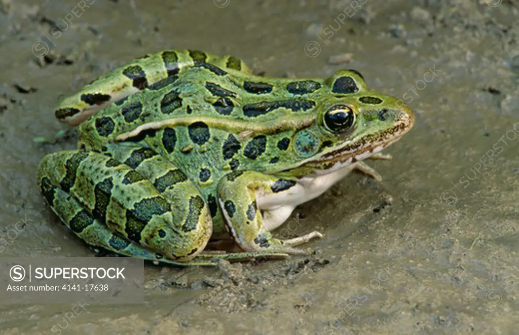 northern leopard frog rana pipiens michigan, usa 