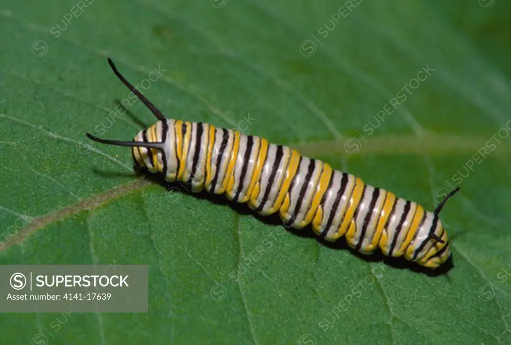 monarch butterfly larva danaus plexippus on milkweed michigan, usa