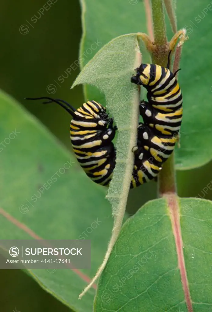 monarch butterfly larvae danaus plexippus eating milkweed which contains poison stored by larva which acts as defence