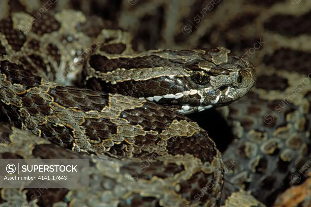 massasauga or pygmy rattlesnake sistrurus catenatus eye & pit 