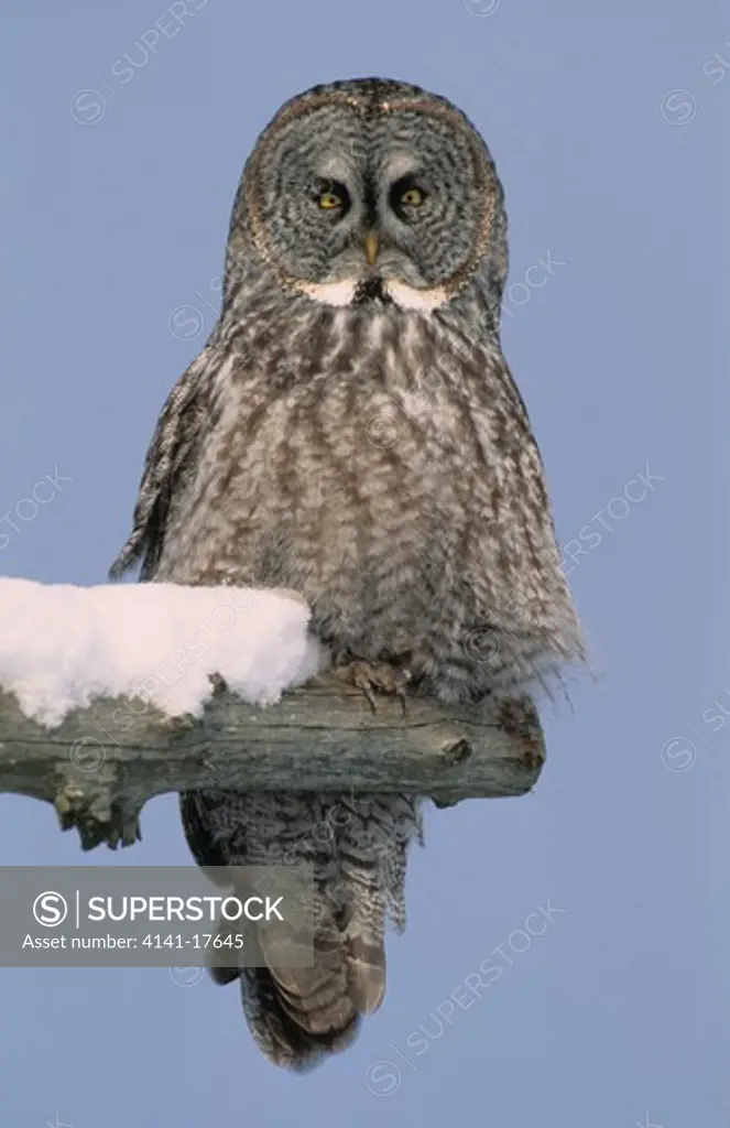 great grey owl strix nebulosa perched on branch sault ste marie, michigan, usa 
