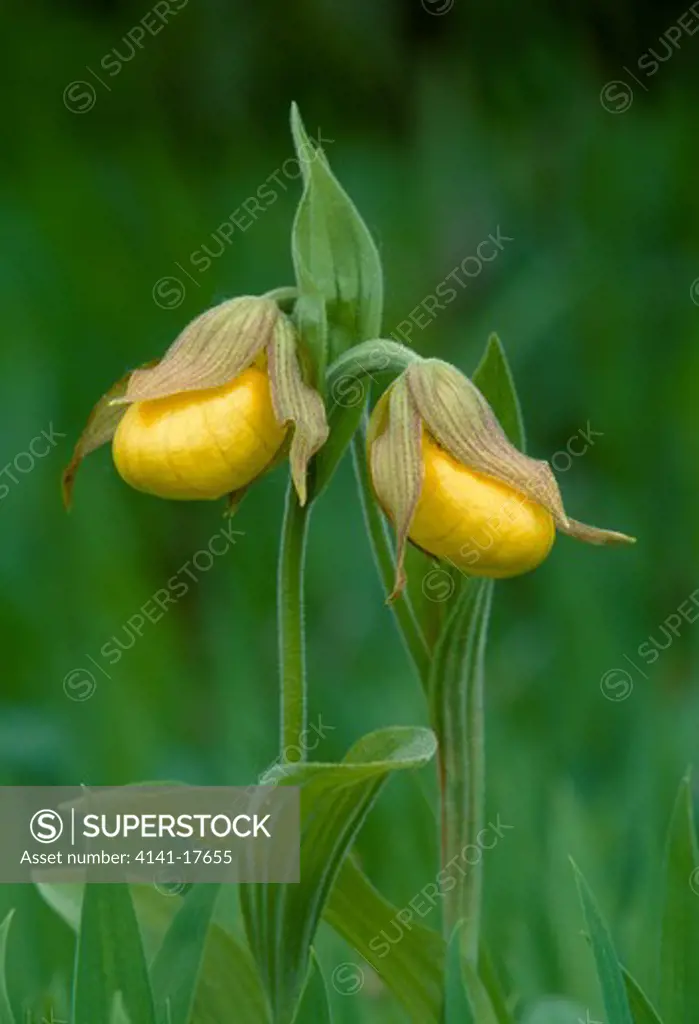 yellow lady's slipper orchid cypripedium c.pubescens northern michigan, usa species is cypripedium calceolus