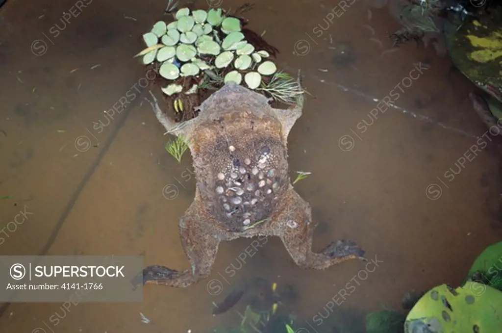 surinam toad pipa pipa female with developing young 