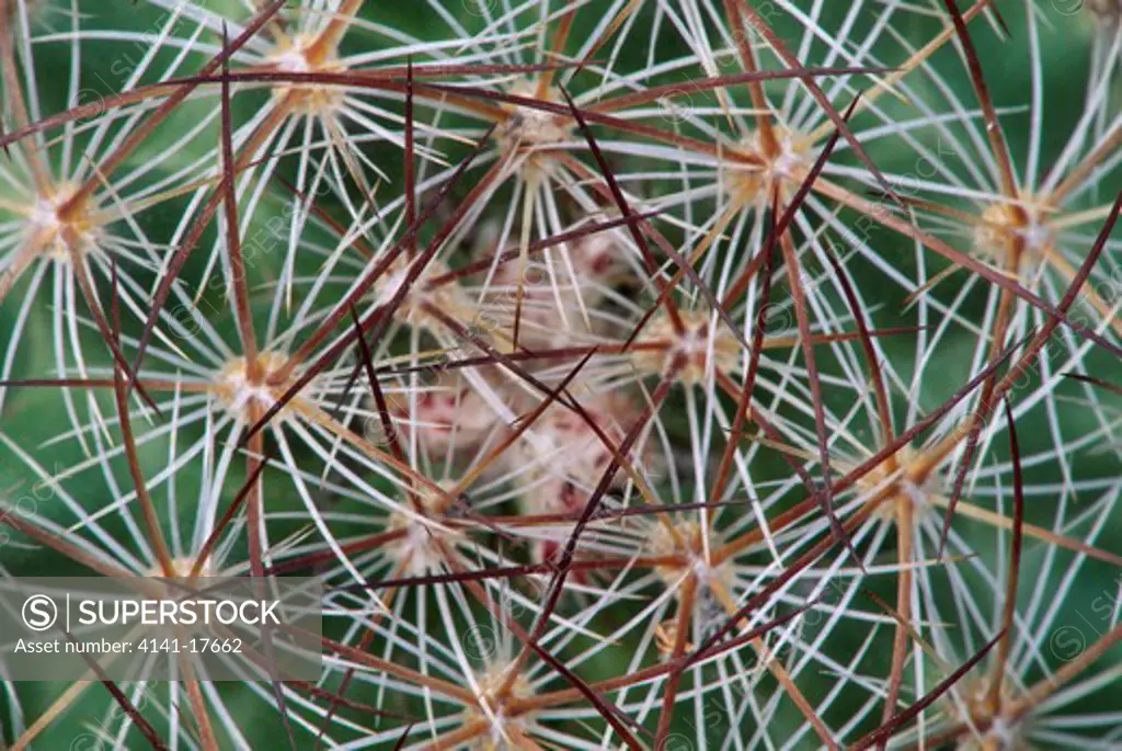 pincushion cactus coryphantha sp. areoles, close detail dixie national forest, utah, usa 