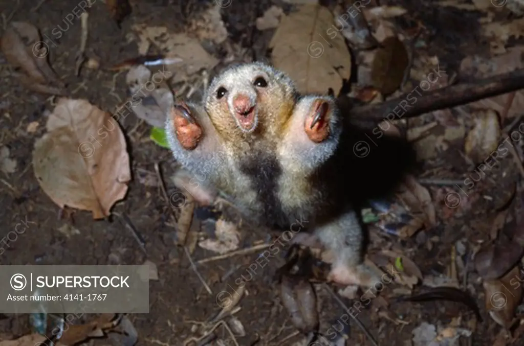two-toed or silky anteater cyclopes didactylua threat display. south america 