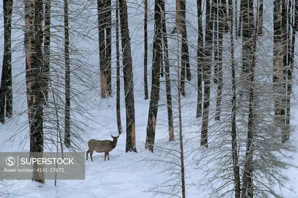 wapiti or american elk cervus canadensis yellowstone national park, wyoming, usa. 