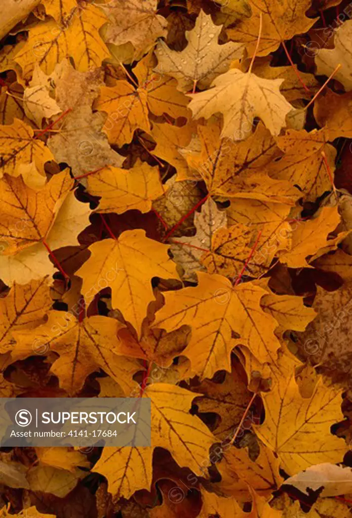 maple leaves (fallen) in autumn colours luce county, michigan, usa 