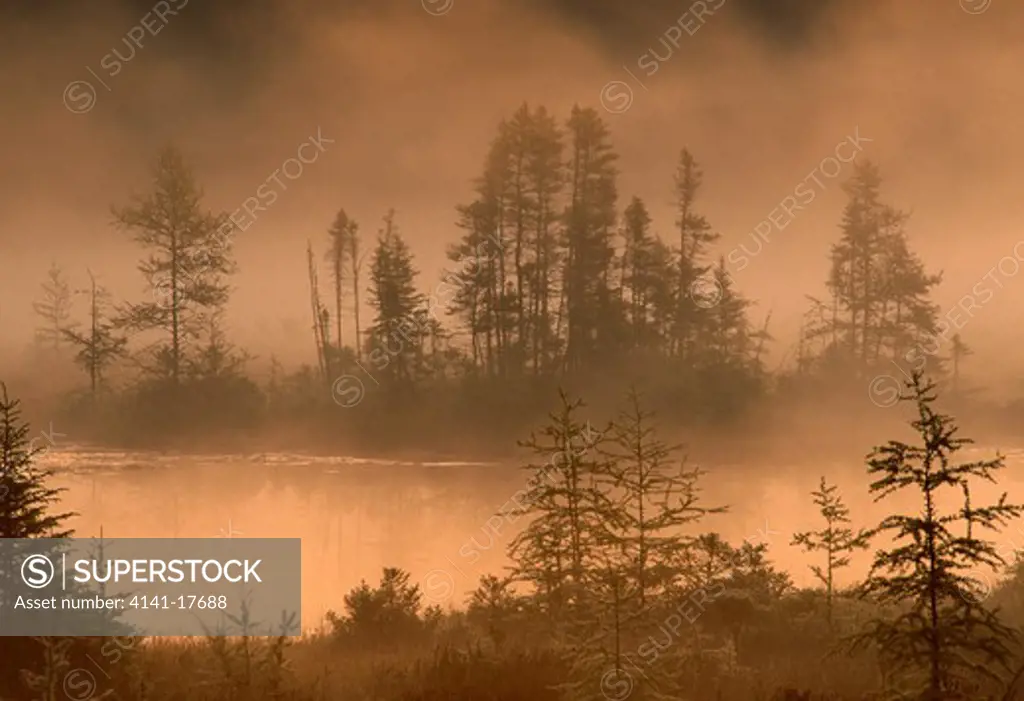 dawn over tamarack bog and black spruce luce county, michigan