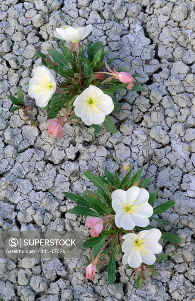 tufted evening primroses oenothera caespitosa in flower on dry ground badlands natl pk, south dakota, usa