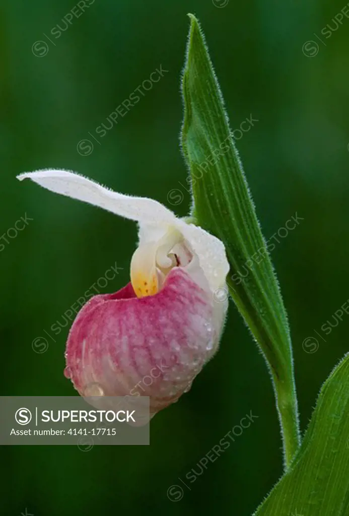showy lady's slipper orchid cypripedium reginae alpena, michigan, usa summer