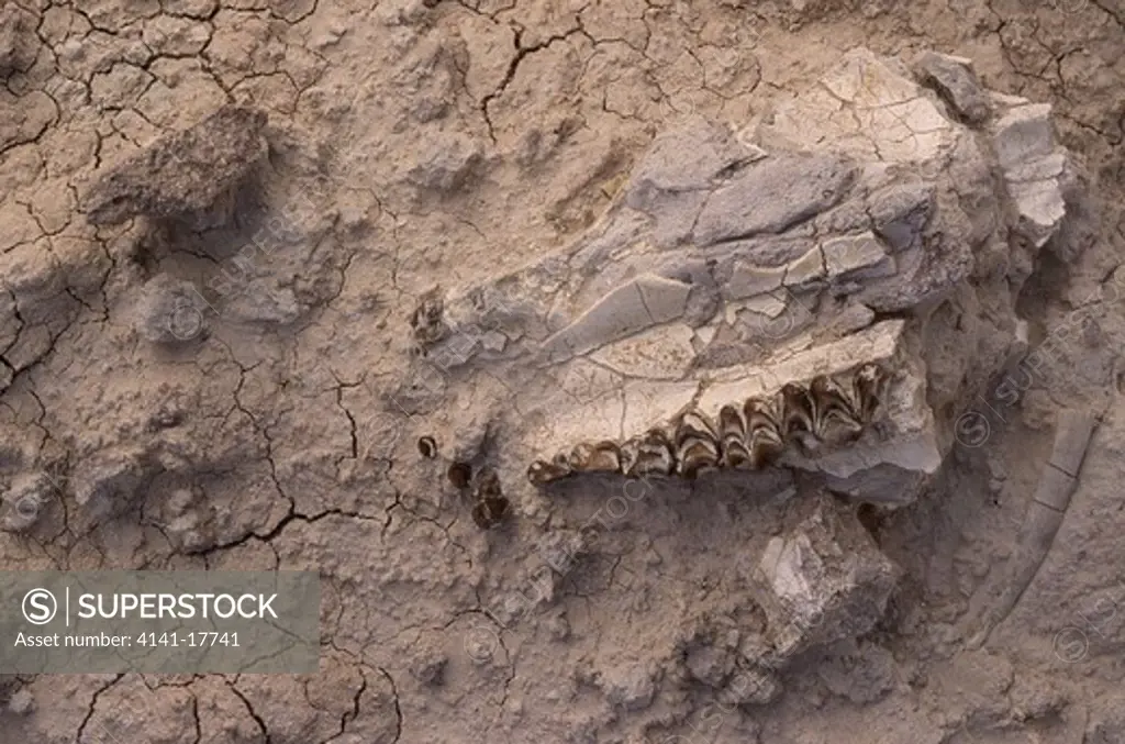 oreodont fossil embedded in rock merycoidodon culbertsoni badlands national park, south dakota, usa.