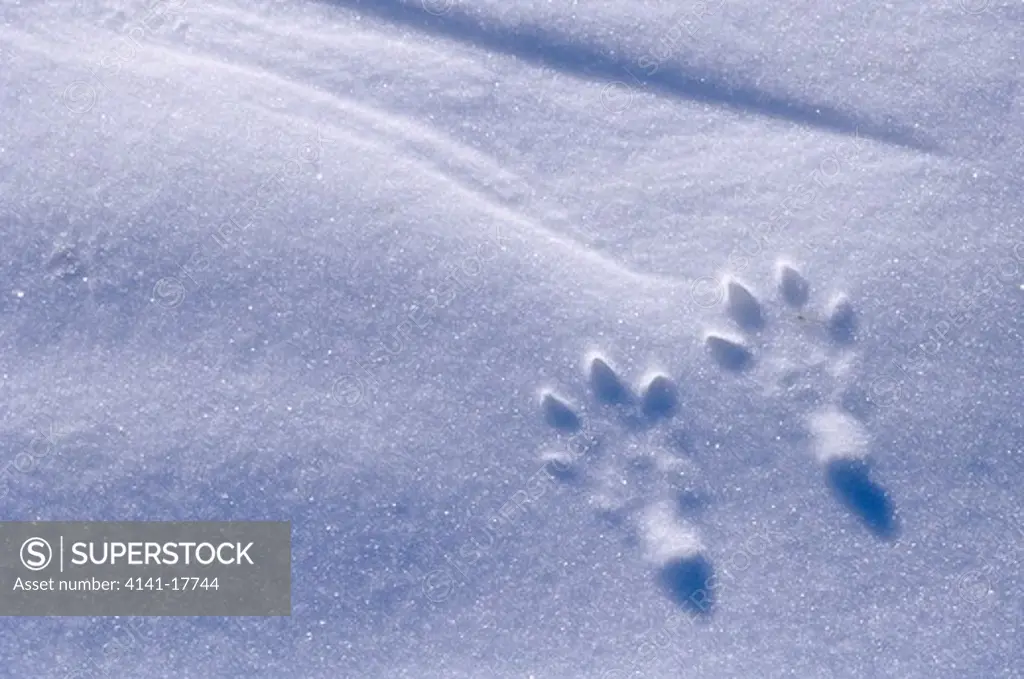 whitetail jackrabbit tracks in snow. badlands national park, south dakota, usa whitetail jackrabbit (lepus townsendi)