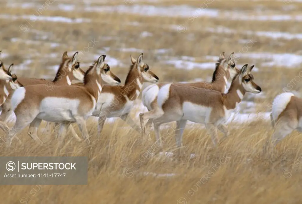 pronghorn antelope herd in winter antilocapra americana badlands national park, south dakota, northern usa