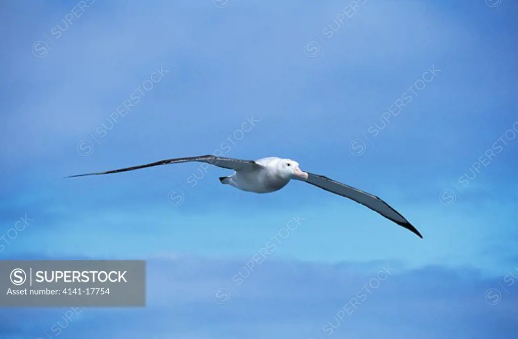 wandering albatross in flight diomedea exulans scotia sea, south east of falkland islands january 