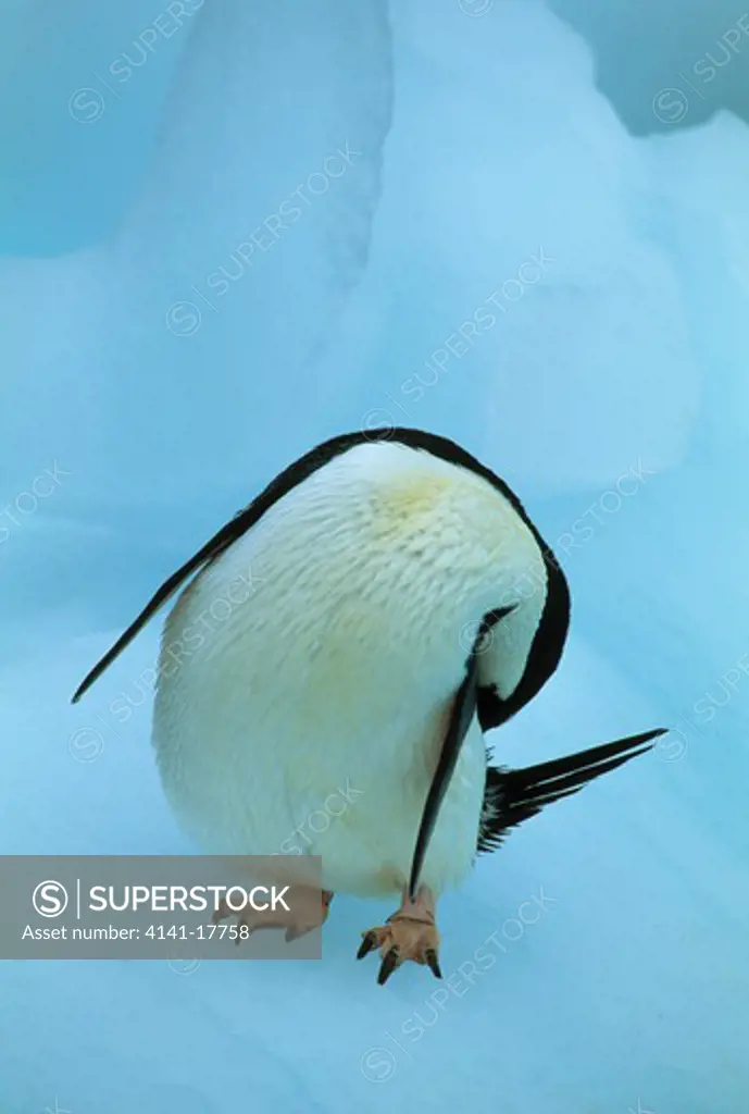 adelie penguin preening pygoscelis adeliae antarctic peninsula 