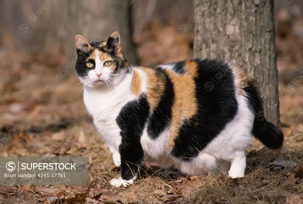 domestic cat fat female calico variety 